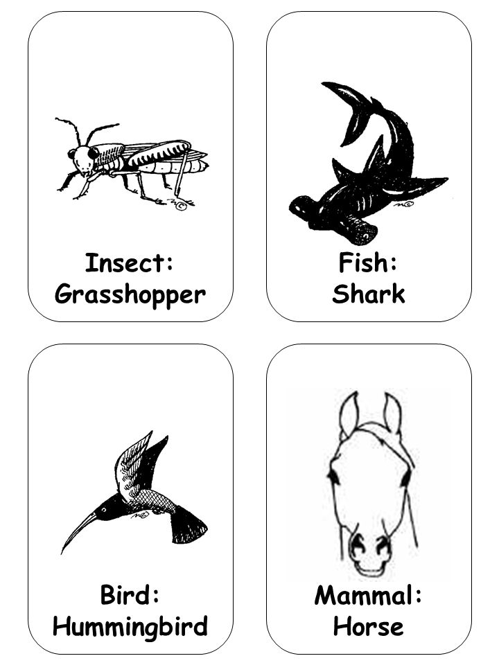Insect: Grasshopper Fish: Shark Bird: Hummingbird Mammal: Horse