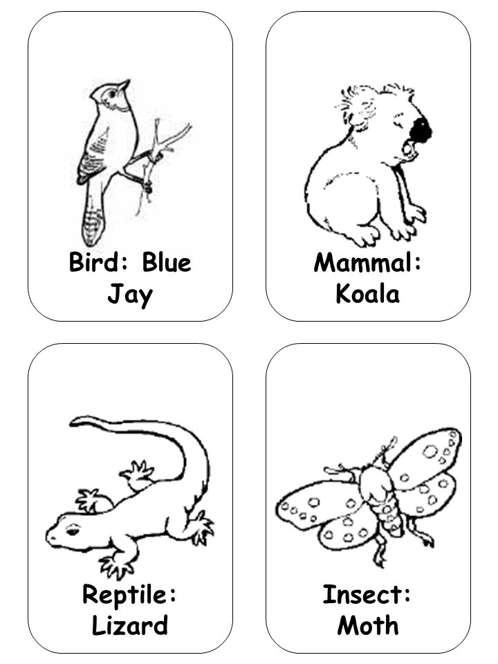 Bird: Blue Jay Mammal: Koala Reptile: Lizard Insect: Moth