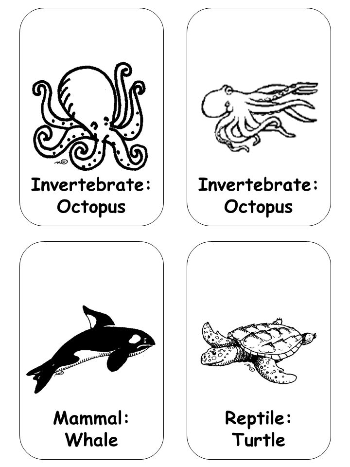 Mammal: Whale Reptile: Turtle Invertebrate: Octopus