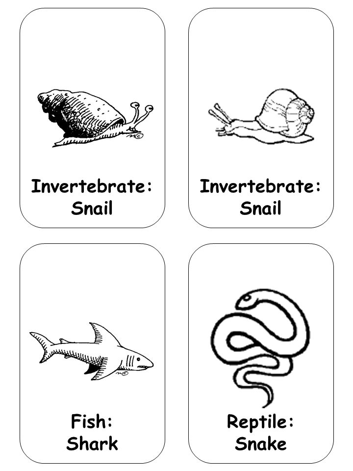 Fish: Shark Reptile: Snake Invertebrate: Snail