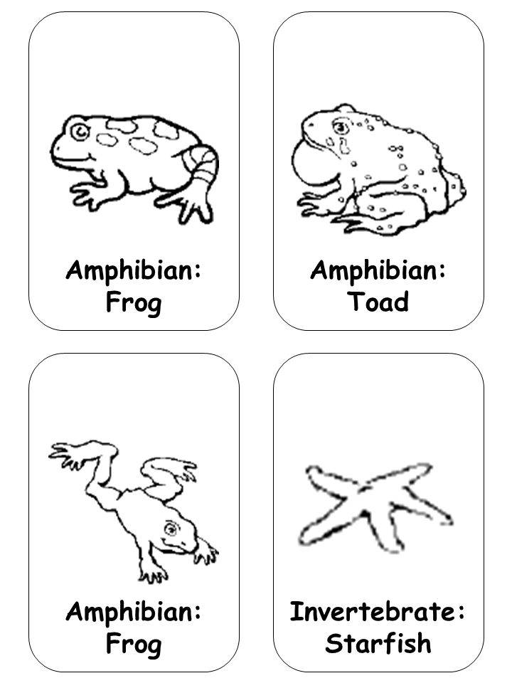 Invertebrate: Starfish Amphibian: Toad Amphibian: Frog
