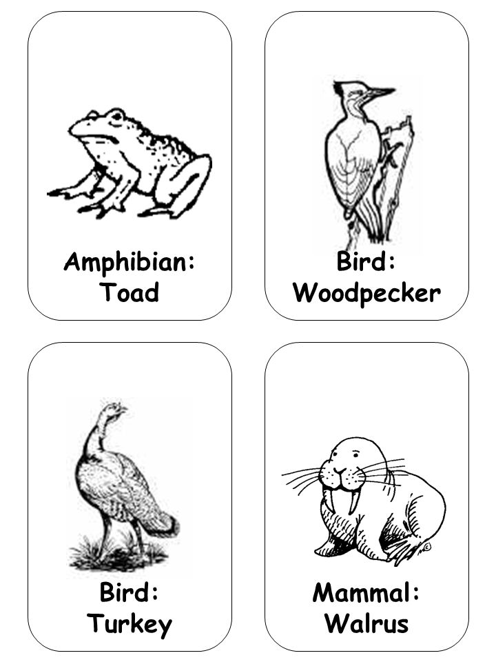 Mammal: Walrus Amphibian: Toad Bird: Turkey Bird: Woodpecker