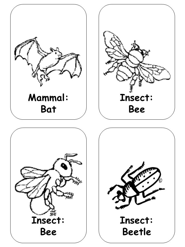 Insect: Bee Insect: Beetle