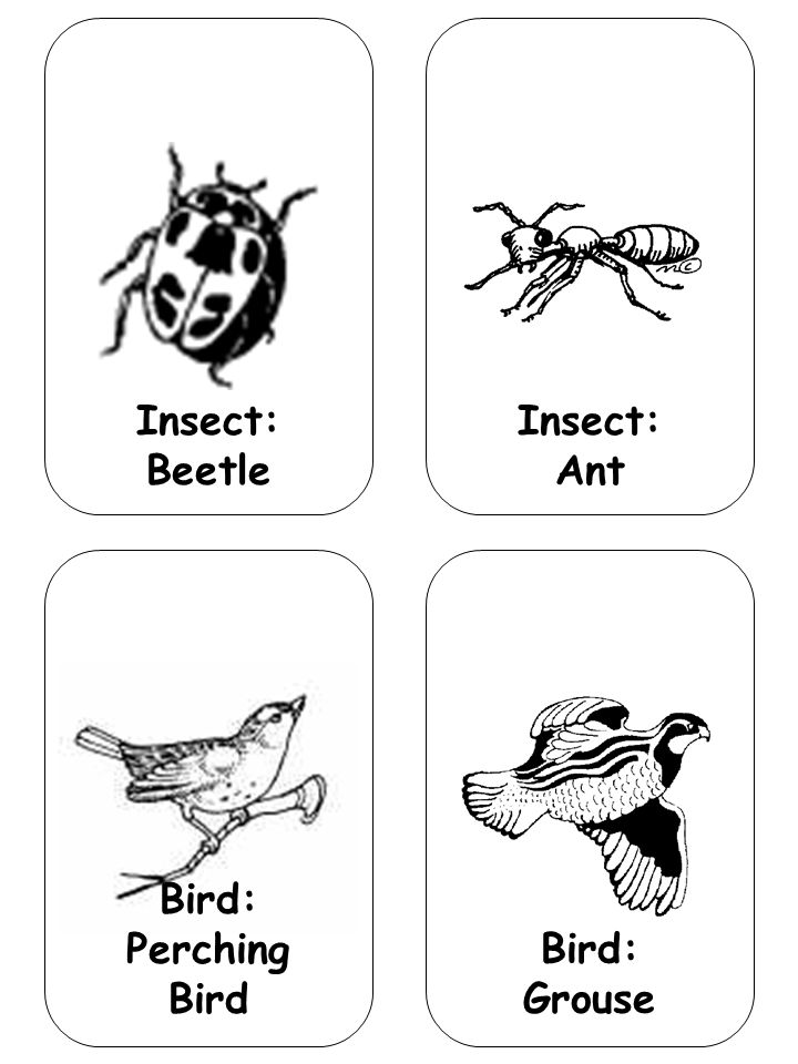 Insect: Ant Bird: Perching Bird Bird: Grouse