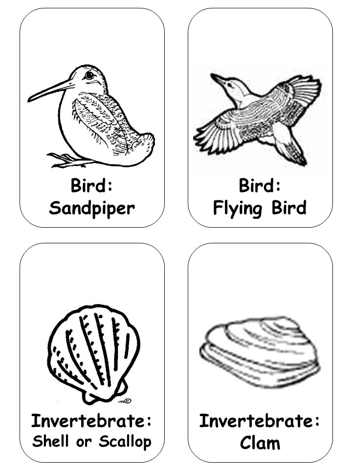 Bird: Sandpiper Bird: Flying Bird Invertebrate: Shell or Scallop Invertebrate: Clam