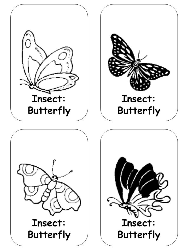 Insect: Butterfly