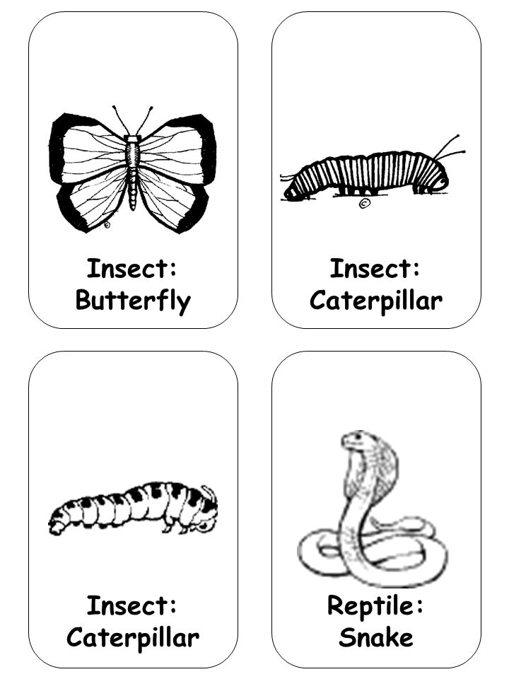 Insect: Caterpillar Reptile: Snake