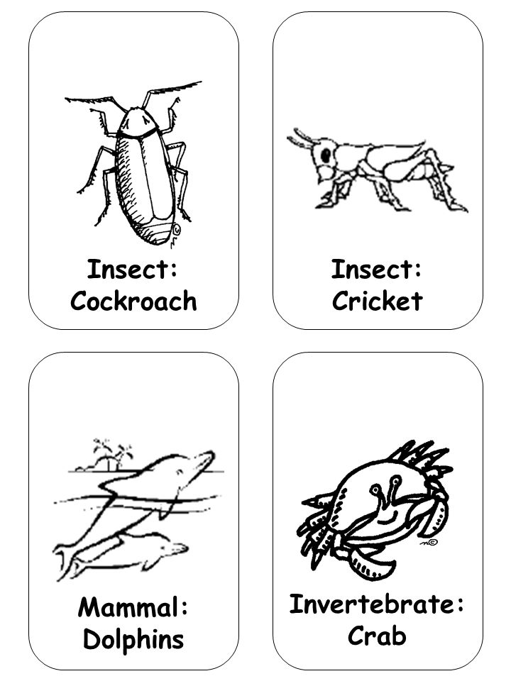 Insect: Cockroach Insect: Cricket Invertebrate: Crab Mammal: Dolphins