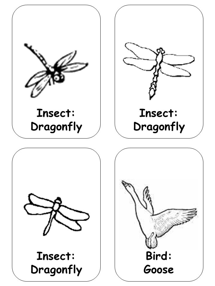 Insect: Dragonfly Bird: Goose