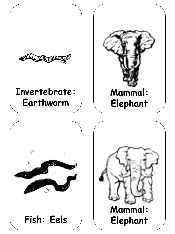 Invertebrate: Earthworm Mammal: Elephant Fish: Eels Mammal: Elephant