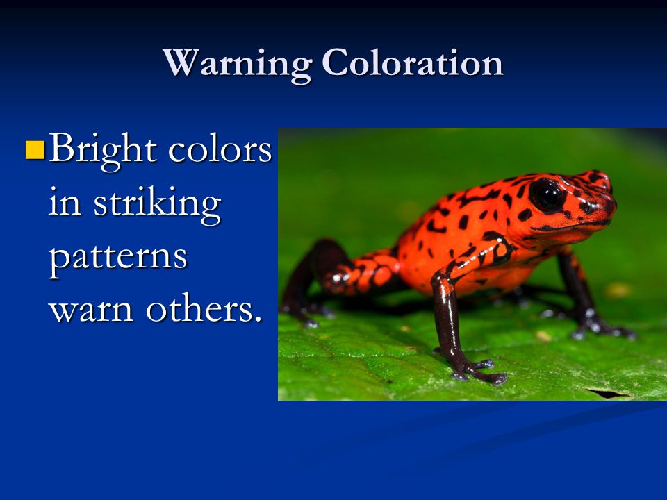 Color Strategies used in Nature. Camouflage (Concealing) - ppt download