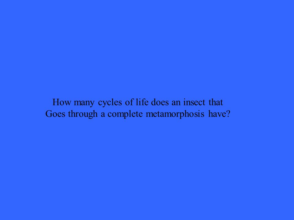 How many cycles of life does an insect that Goes through a complete metamorphosis have
