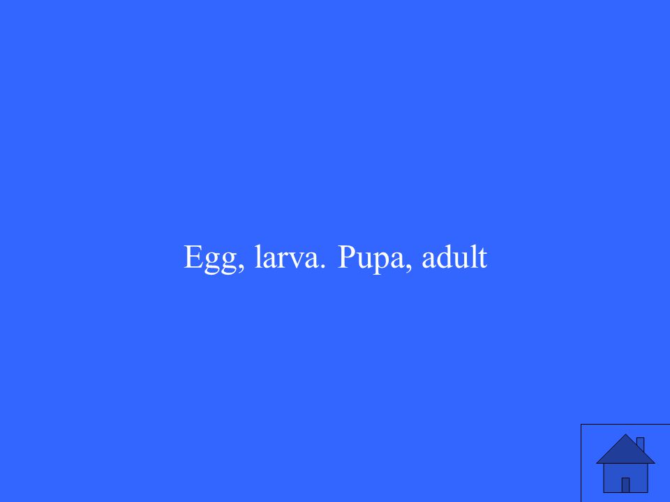 Egg, larva. Pupa, adult