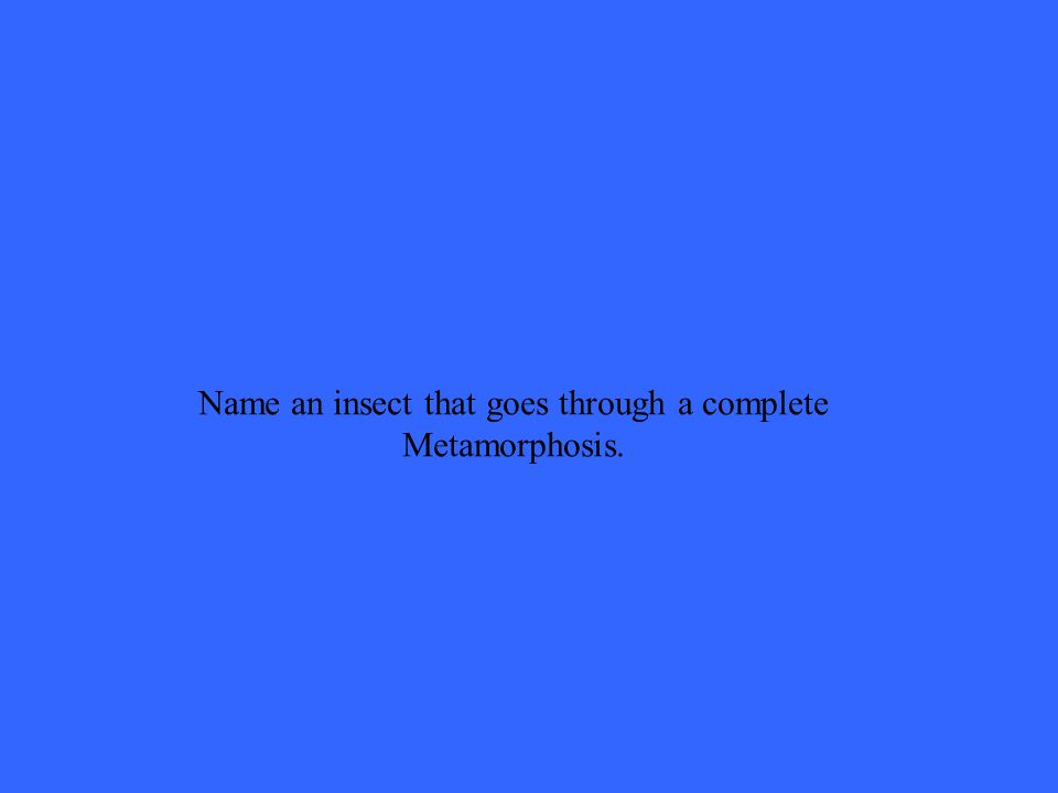 Name an insect that goes through a complete Metamorphosis.