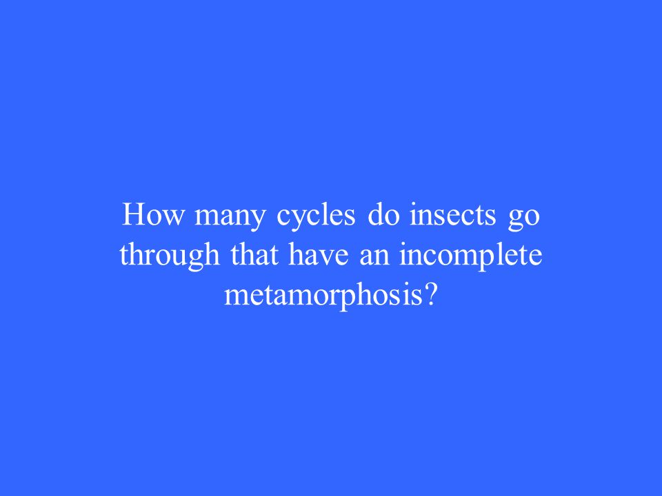 How many cycles do insects go through that have an incomplete metamorphosis