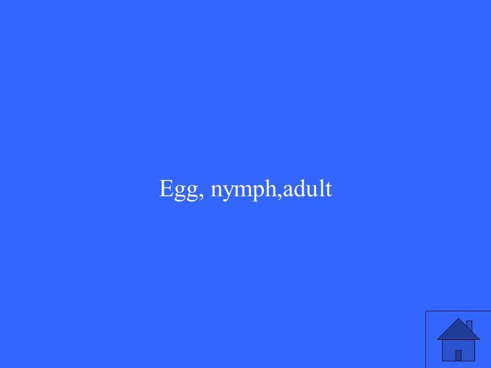 Egg, nymph,adult
