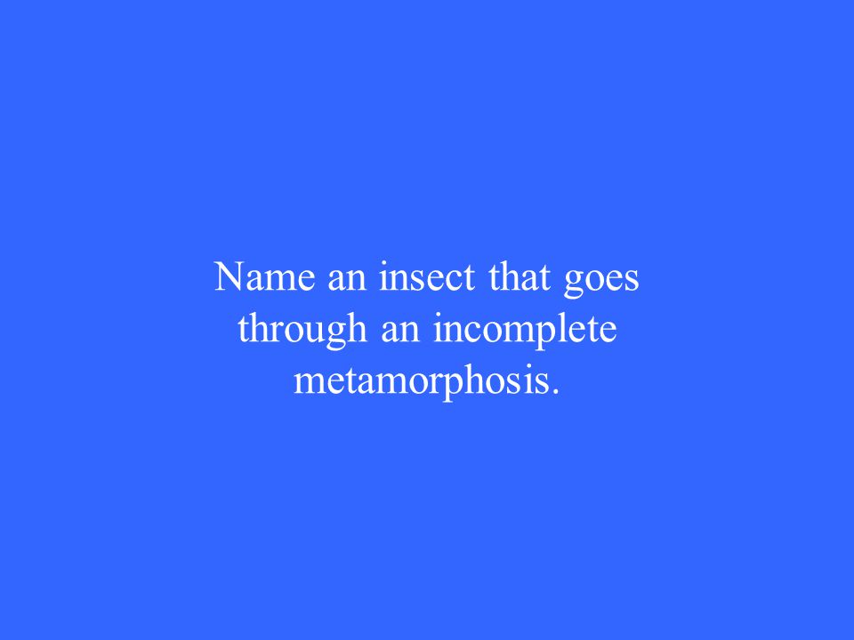 Name an insect that goes through an incomplete metamorphosis.
