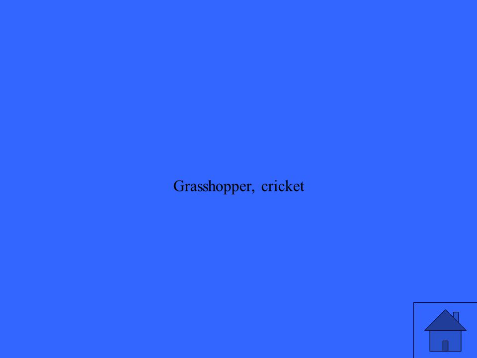 Grasshopper, cricket