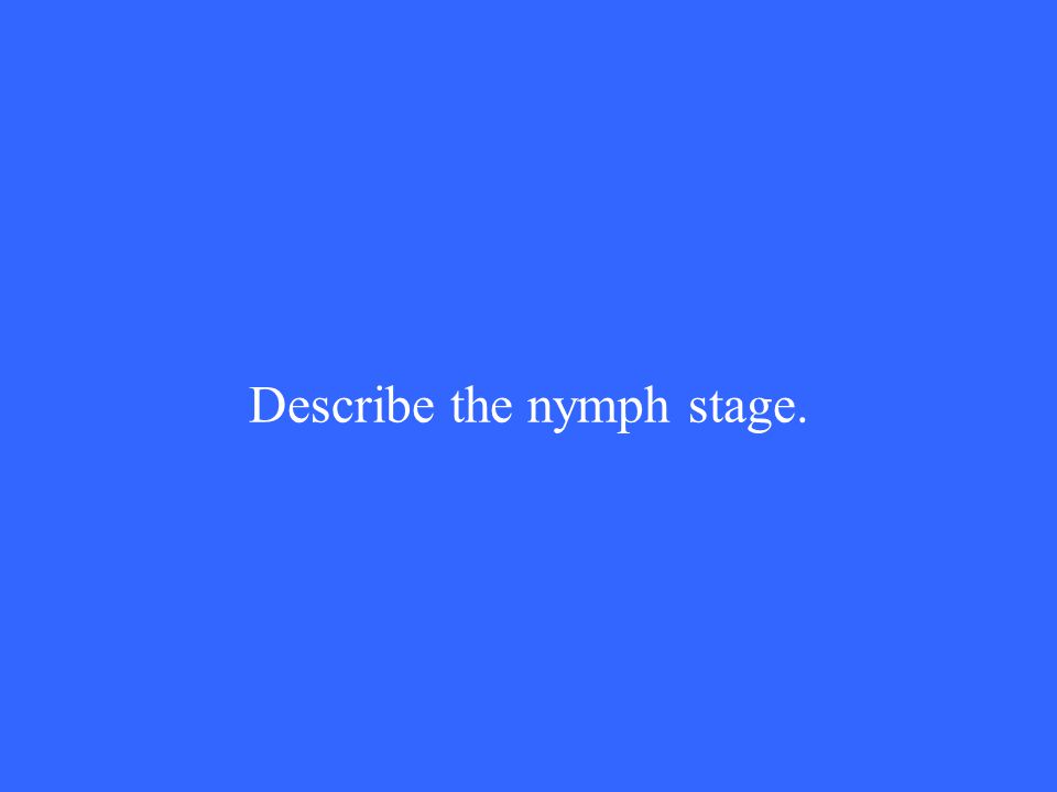 Describe the nymph stage.
