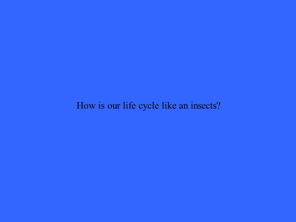 How is our life cycle like an insects