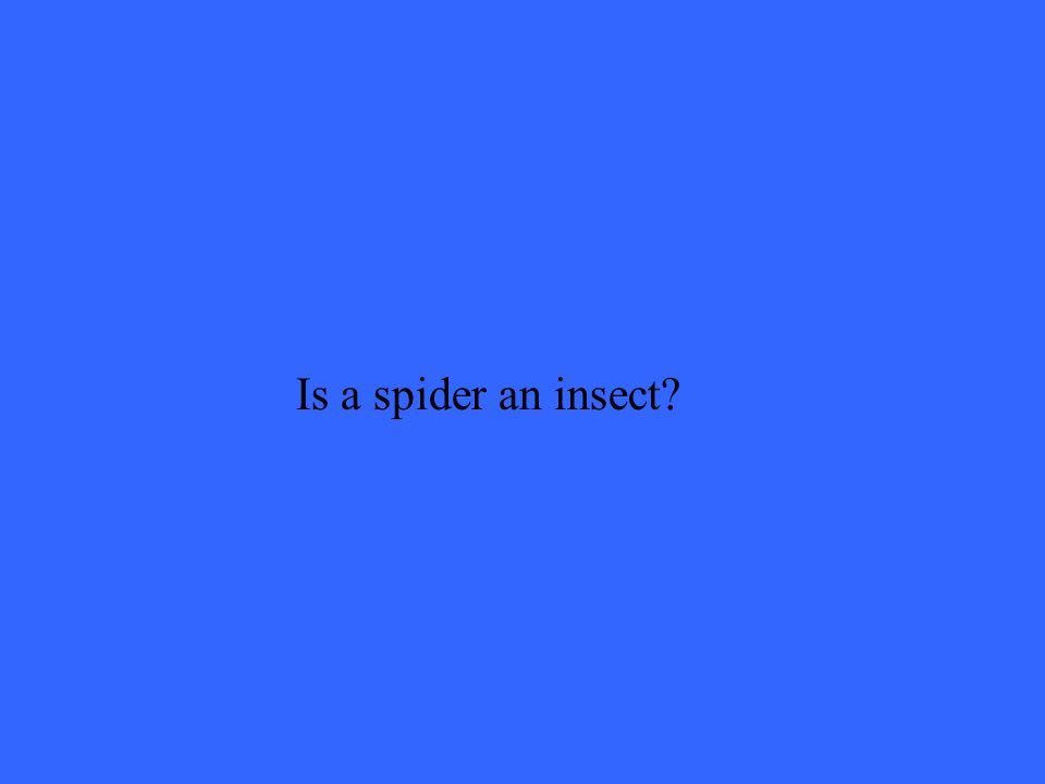 Is a spider an insect