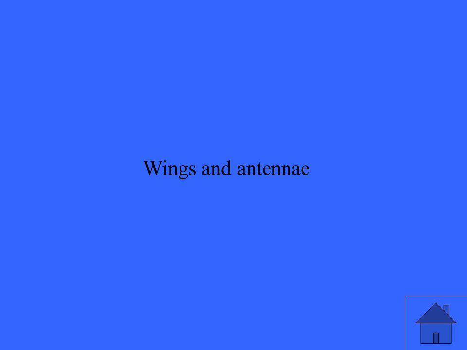 Wings and antennae