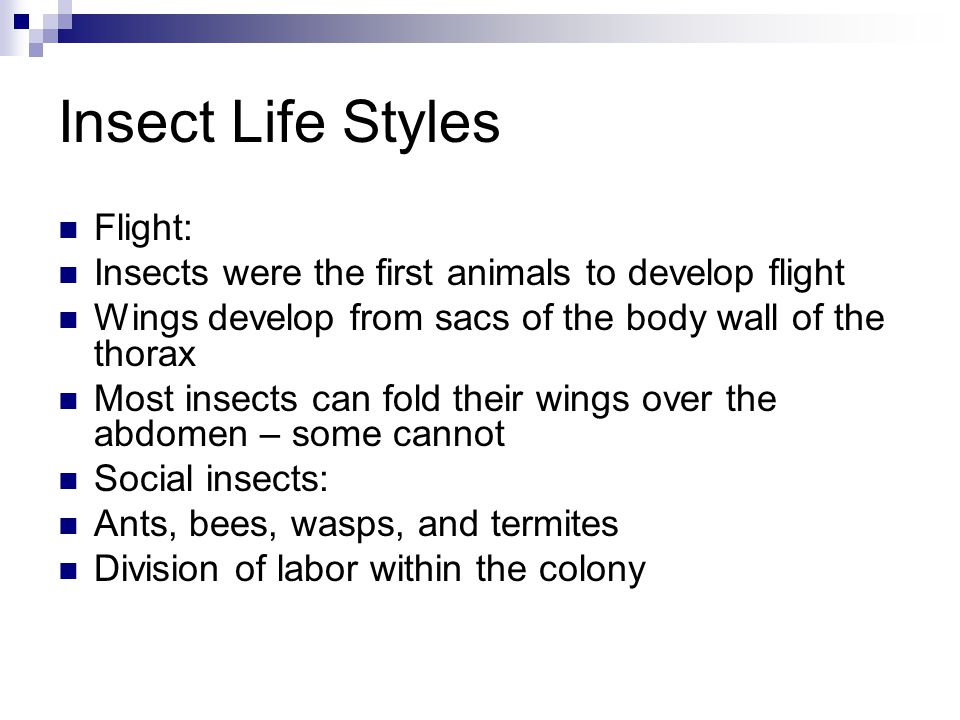 Insect Life Styles Flight: Insects were the first animals to develop flight Wings develop from sacs of the body wall of the thorax Most insects can fold their wings over the abdomen – some cannot Social insects: Ants, bees, wasps, and termites Division of labor within the colony