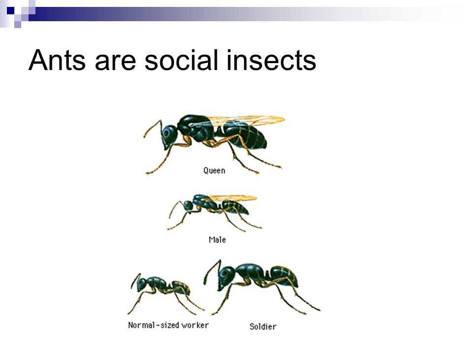 Ants are social insects