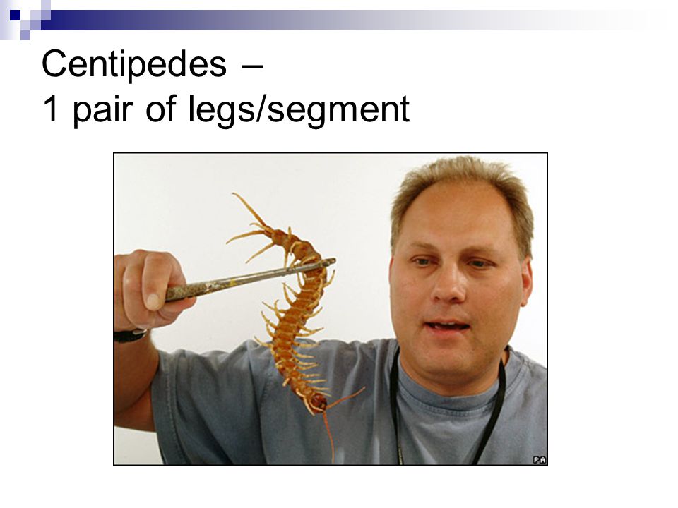 Centipedes – 1 pair of legs/segment
