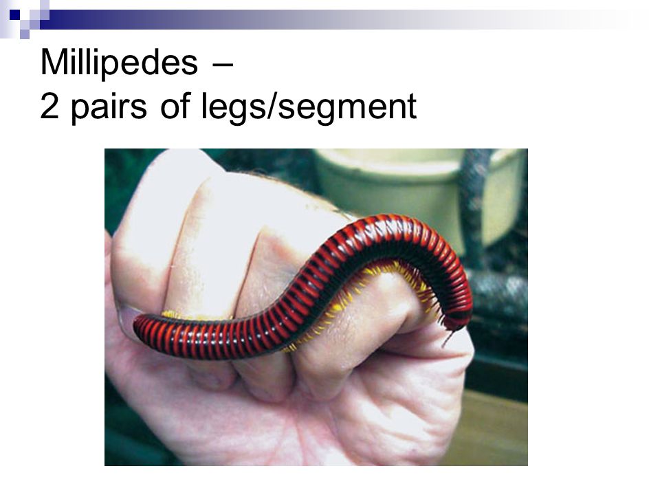 Millipedes – 2 pairs of legs/segment