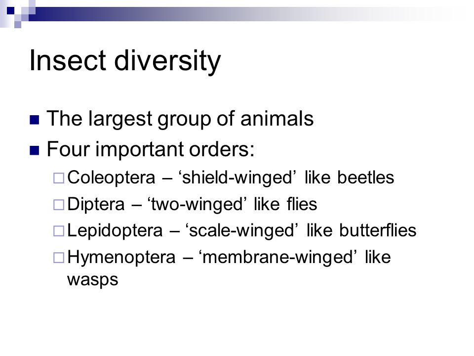 Insect diversity The largest group of animals Four important orders:  Coleoptera – ‘shield-winged’ like beetles  Diptera – ‘two-winged’ like flies  Lepidoptera – ‘scale-winged’ like butterflies  Hymenoptera – ‘membrane-winged’ like wasps