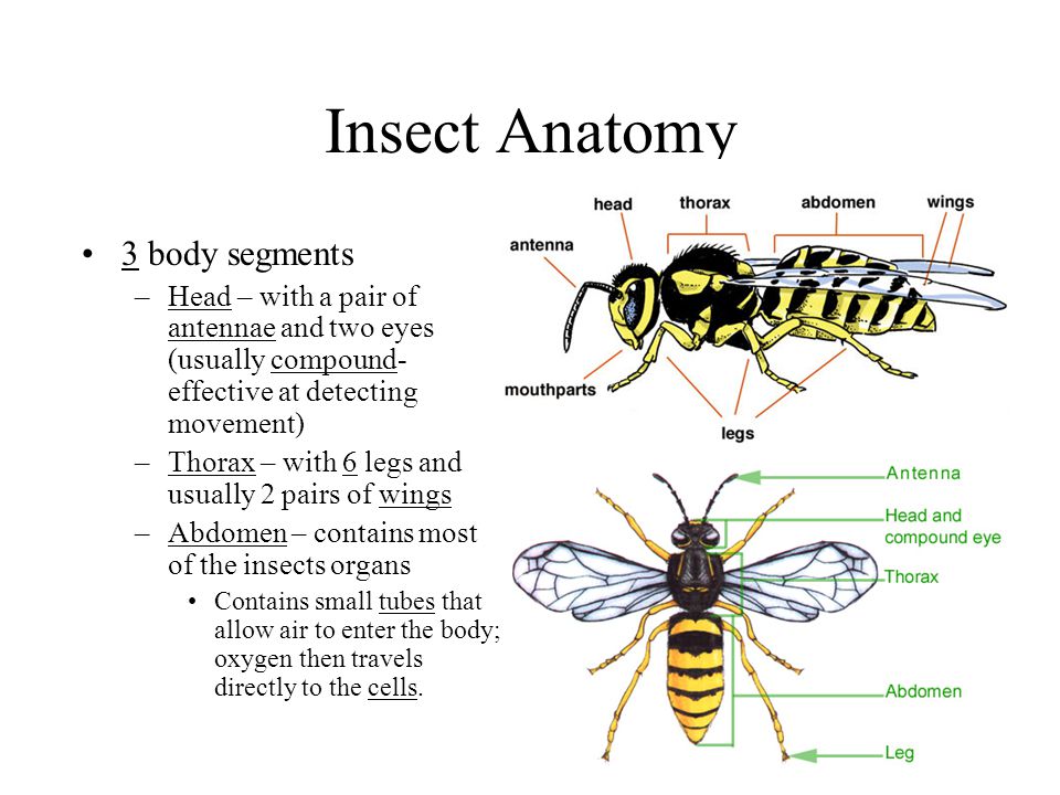Arthropods (segmented body, exoskeleton, and jointed appendages) Invertebrates Insects