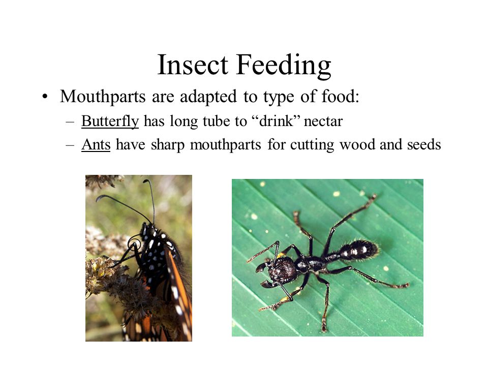Insect Nutrition Nutrition – various diets for different insects: –Plants/plant products –Animals (ex.