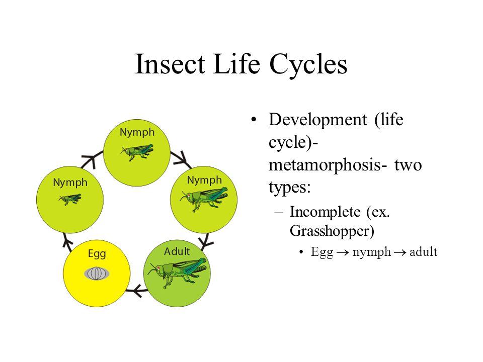 Insect Senses Good senses (in addition to compound eyes) –Chemical receptors on mouthparts, antennae, and legs to detect taste and smell –Hairs on legs detect slight movements in air or water