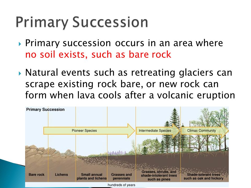 What is the difference between natural selection and ecological succession Primary And Secondary Succession There Are 3 Main Ways In Which Change Occurs In Our Ecosystems 1 Natural Selection Species Change Adapt To Their Ppt Download