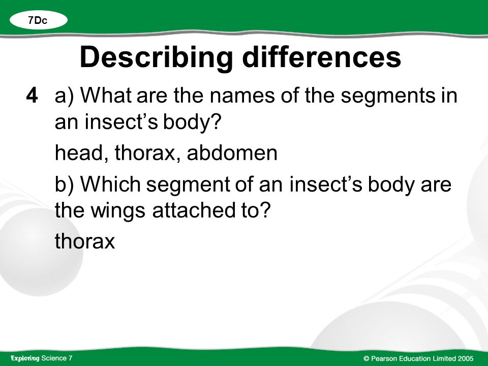 Describing differences 4a) What are the names of the segments in an insect’s body.