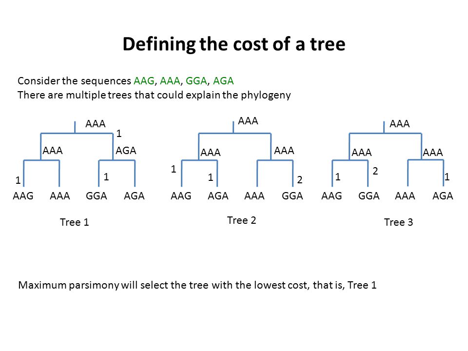 Defining the cost of a tree AAGAAAGGAAGA AAGAGAAAAGGA AAGGGAAAAAGA AAA 1 AGA AAA Consider the sequences AAG, AAA, GGA, AGA There are multiple trees that could explain the phylogeny Maximum parsimony will select the tree with the lowest cost, that is, Tree 1 Tree 1 Tree 2 Tree 3