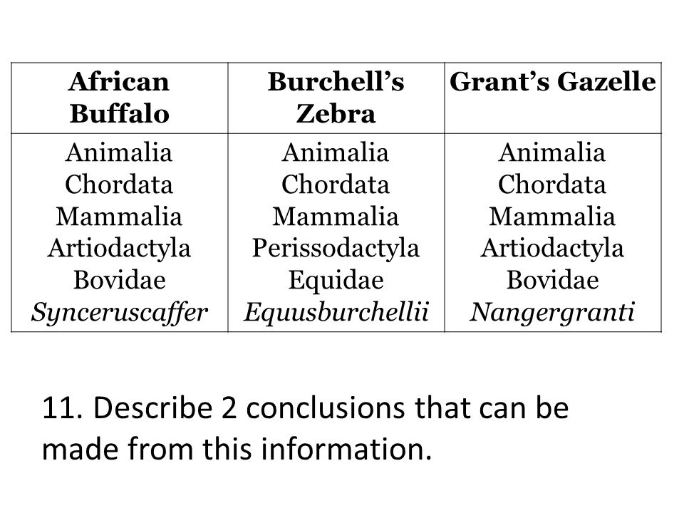 Zebra Classification Chart