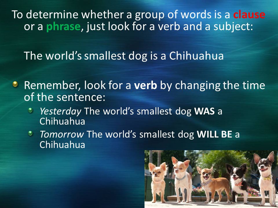 To determine whether a group of words is a clause or a phrase, just look for a verb and a subject: The world’s smallest dog is a Chihuahua Remember, look for a verb by changing the time of the sentence: Yesterday The world’s smallest dog WAS a Chihuahua Tomorrow The world’s smallest dog WILL BE a Chihuahua