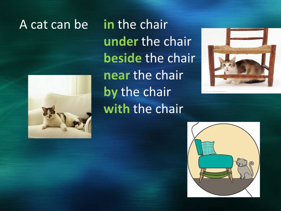 A cat can bein the chair under the chair beside the chair near the chair by the chair with the chair