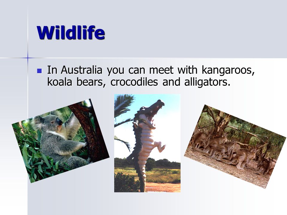 Wildlife In Australia you can meet with kangaroos, koala bears, crocodiles and alligators.