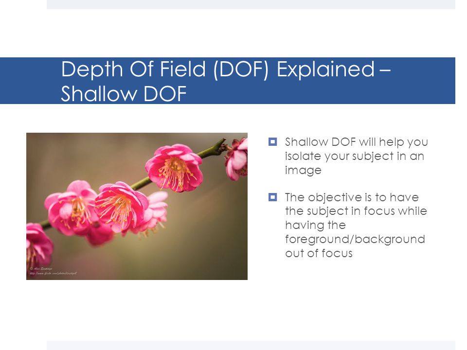 Depth Of Field (DOF) Explained – Shallow DOF  Shallow DOF will help you isolate your subject in an image  The objective is to have the subject in focus while having the foreground/background out of focus