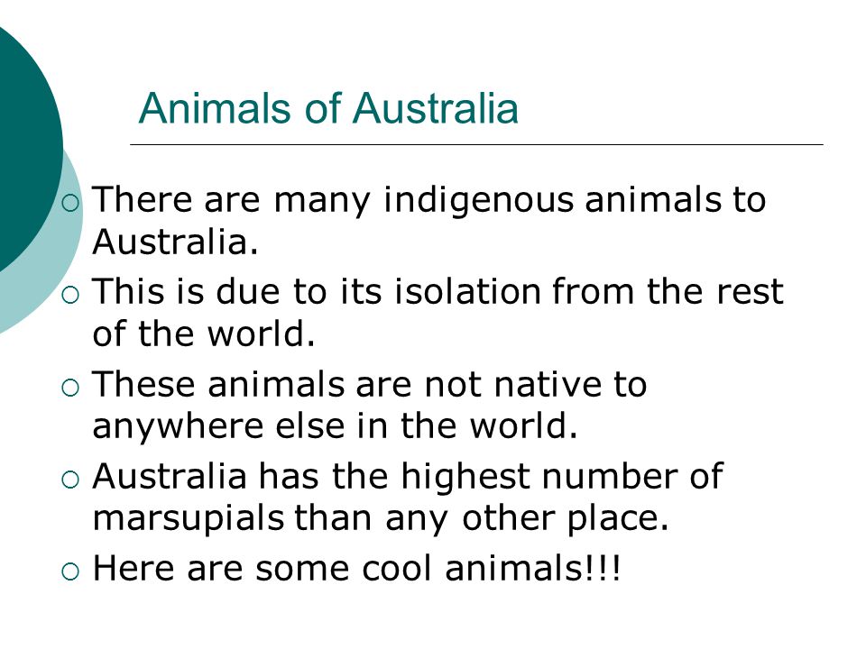 Animals of Australia  There are many indigenous animals to Australia.