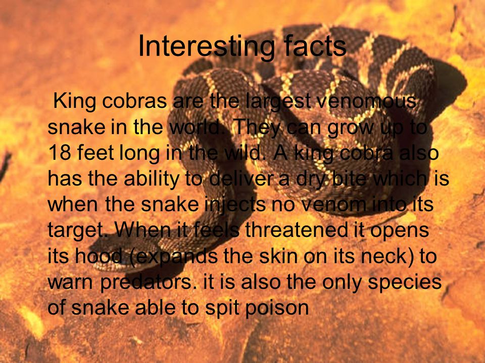 Facts About Cobras