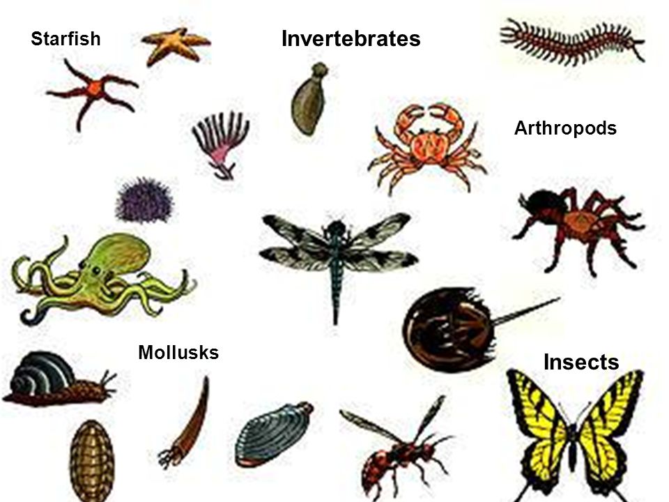 Invertebrates - Facts, Characteristics, Anatomy and Pictures