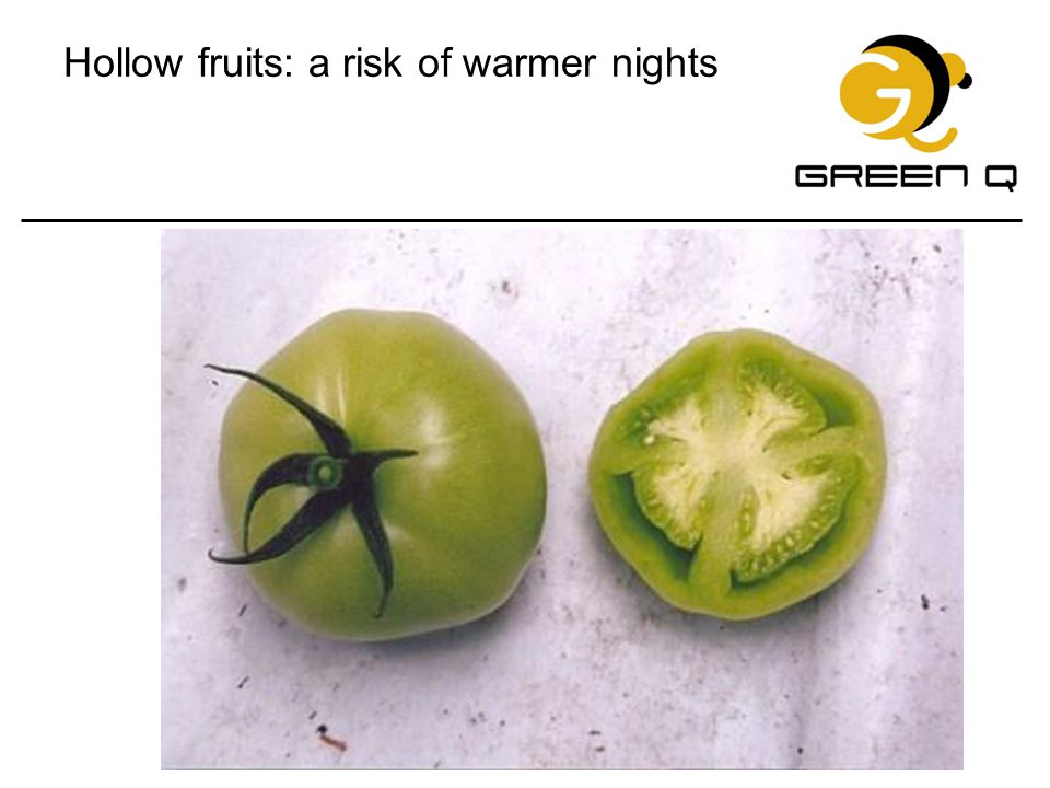 Hollow fruits: a risk of warmer nights