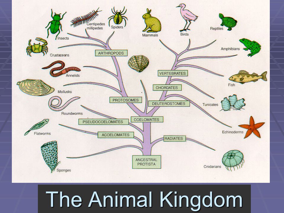1 The Animal Kingdom 1 The Animal Kingdom