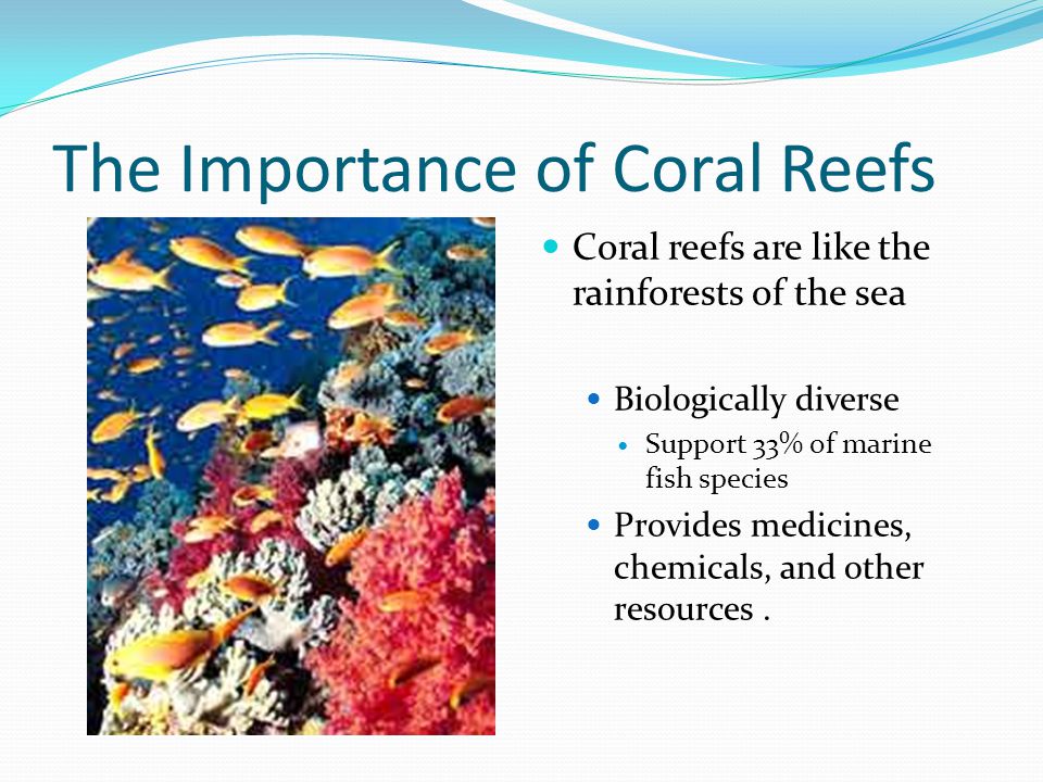 The Importance of Coral Reefs Coral reefs are like the rainforests of the sea Biologically diverse Support 33% of marine fish species Provides medicines, chemicals, and other resources.