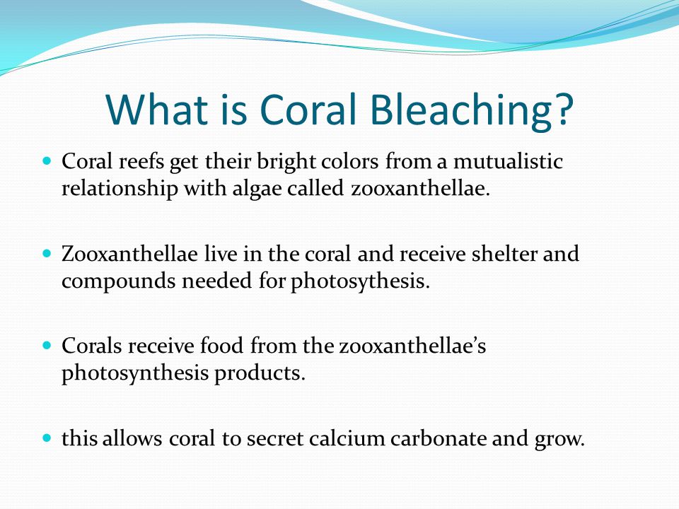 What is Coral Bleaching.