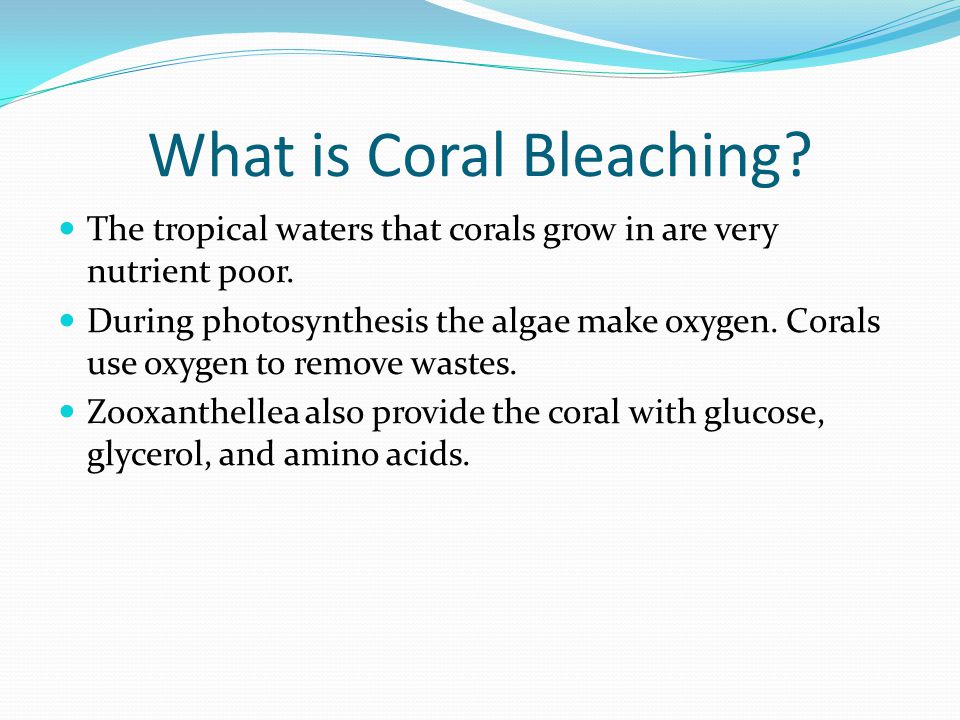 What is Coral Bleaching. The tropical waters that corals grow in are very nutrient poor.